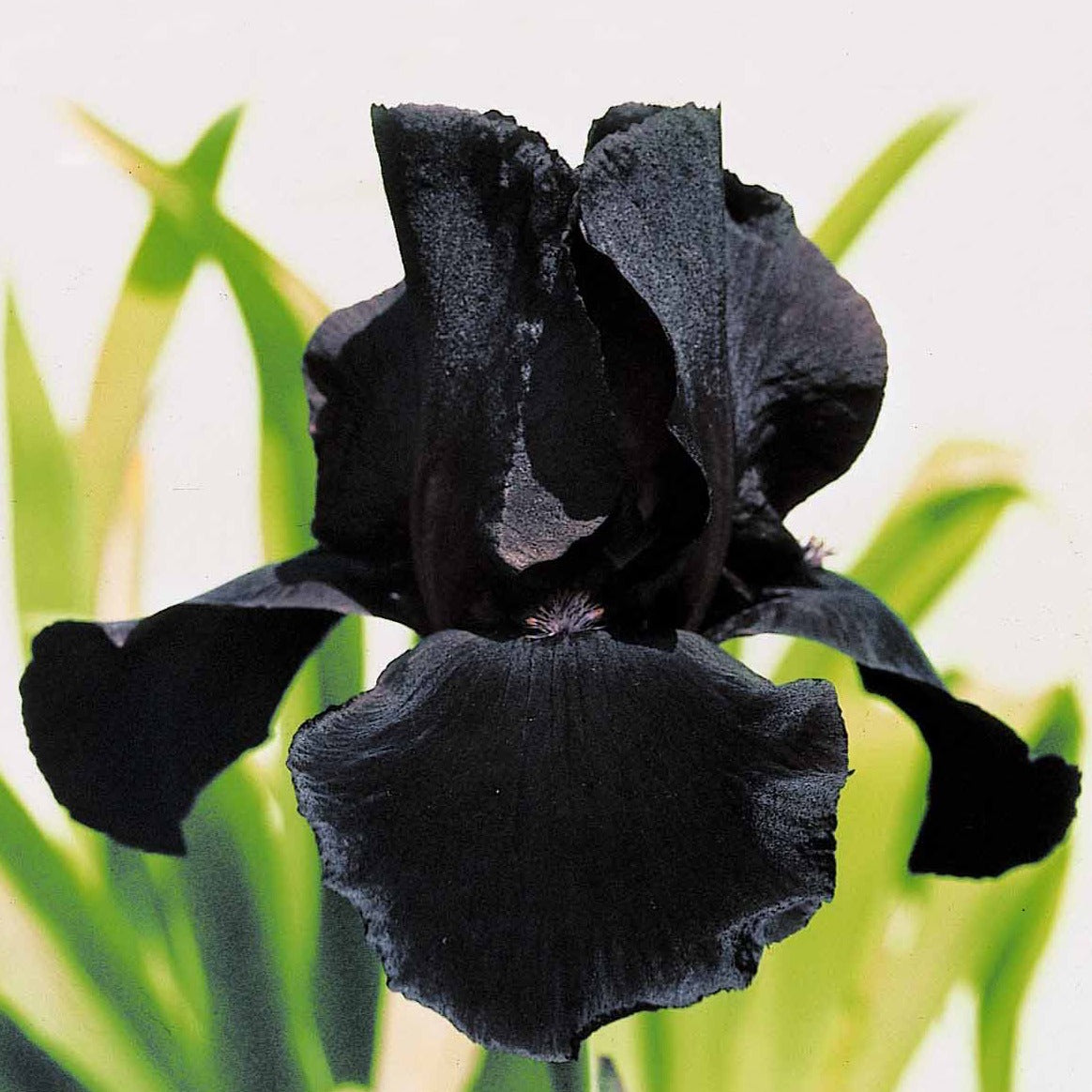Baardiris 'Study in Black' (x2) - Iris germanica study in black - Willemse