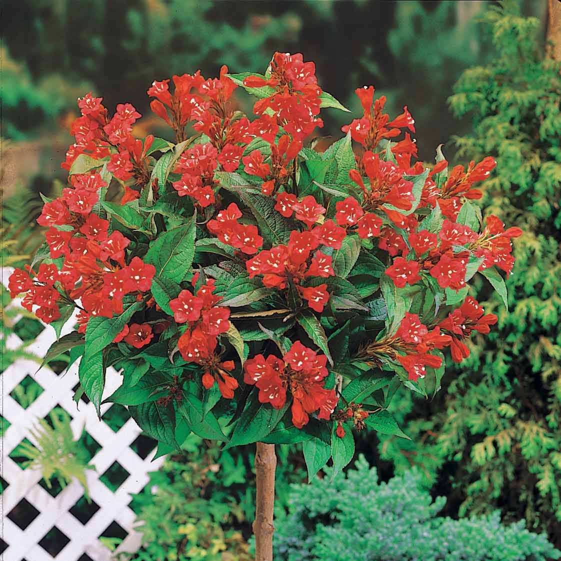 Weigelia 'Bristol Ruby' op stam - Willemse