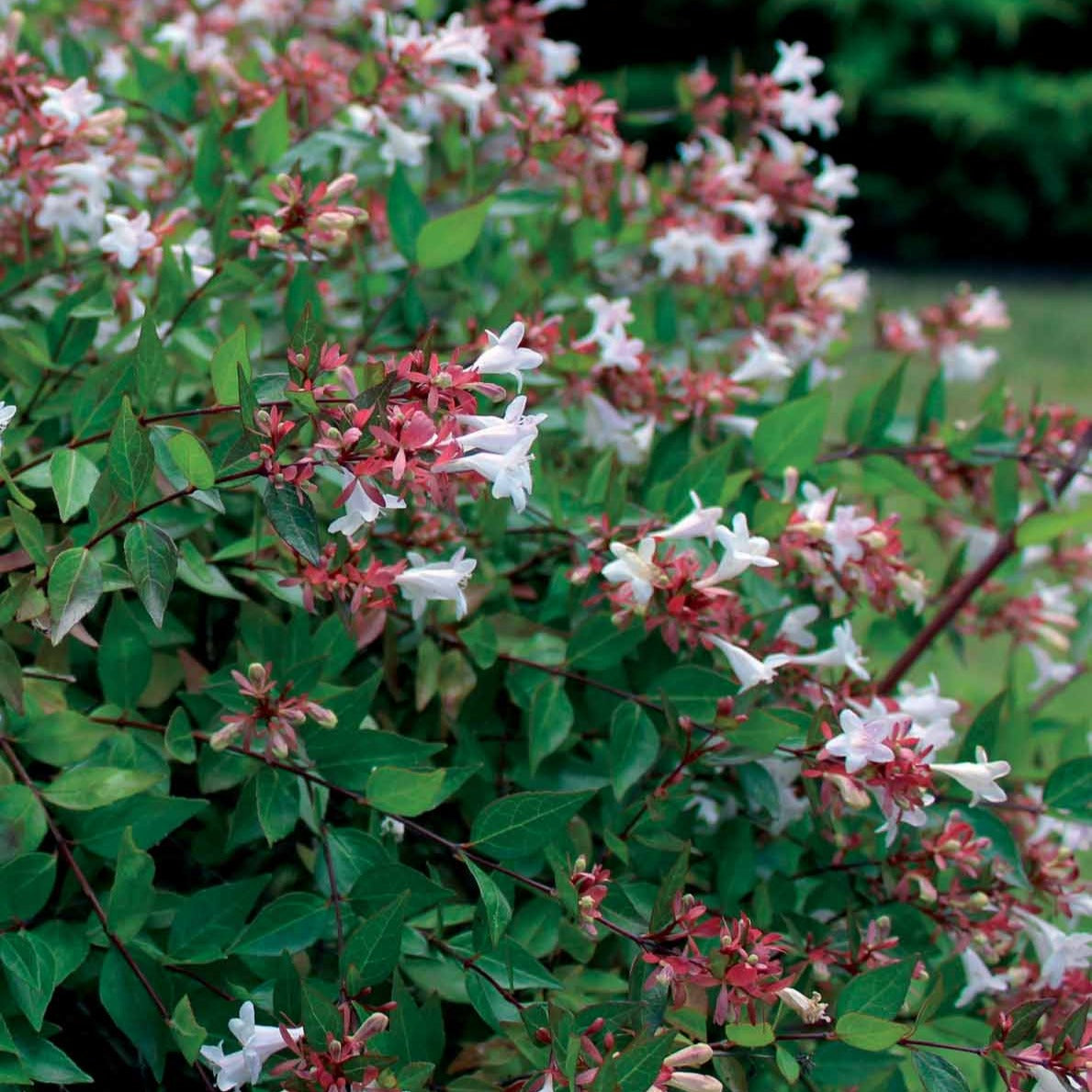 Grootbloemige abelia - Willemse