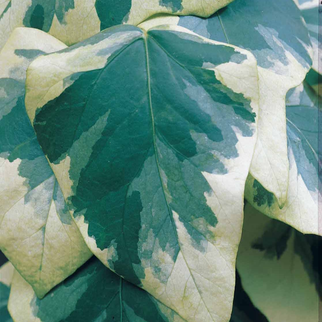 Klimop'Dentata Variegata' - Hedera colchica dentata variegata - Willemse