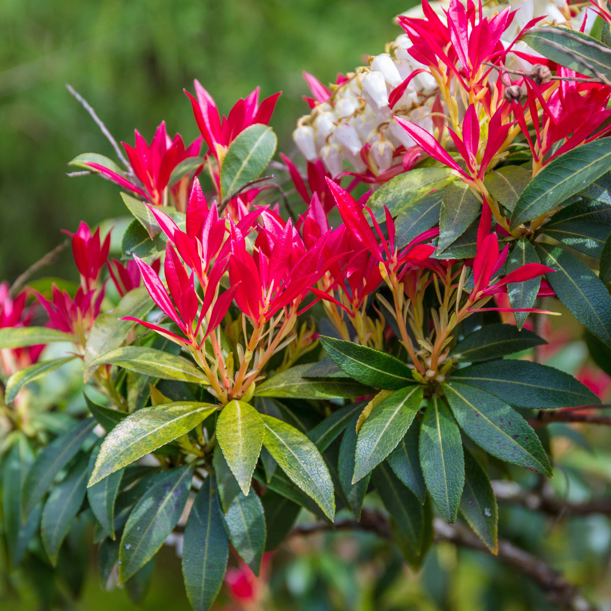 Rotsheide 'Forest Flame' - Willemse