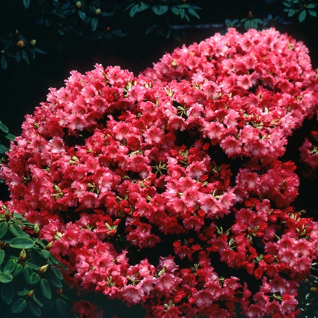 Rhododendron Baden Baden - Rhododendron 'Baden Baden' - Rhododendron