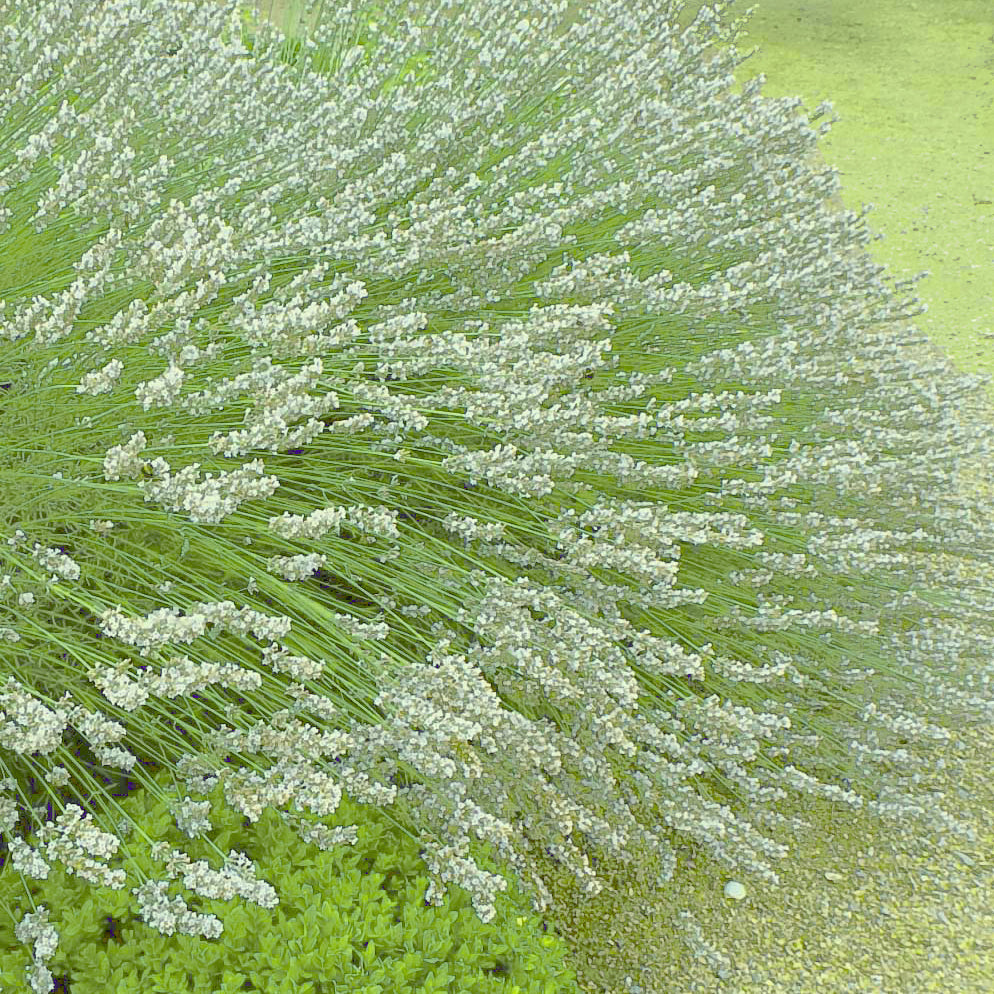 Lavendel 'Alba' (x2) - Lavandula angustifolia alba - Willemse