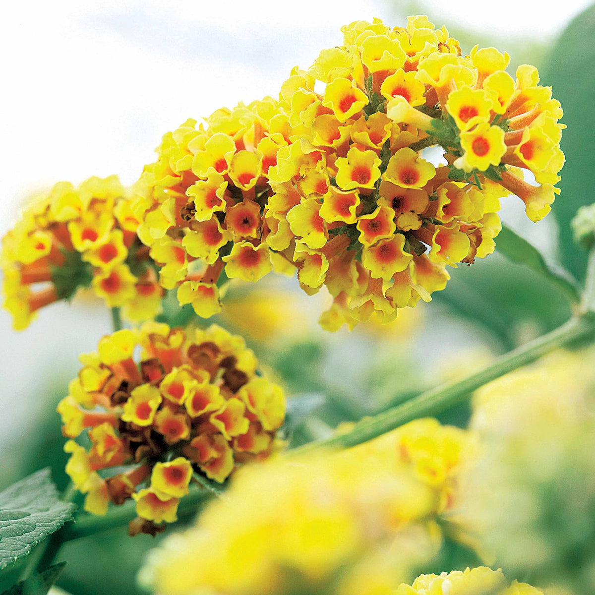Vlinderstruik 'Sungold' - Buddleja x weyeriana Sungold - Willemse