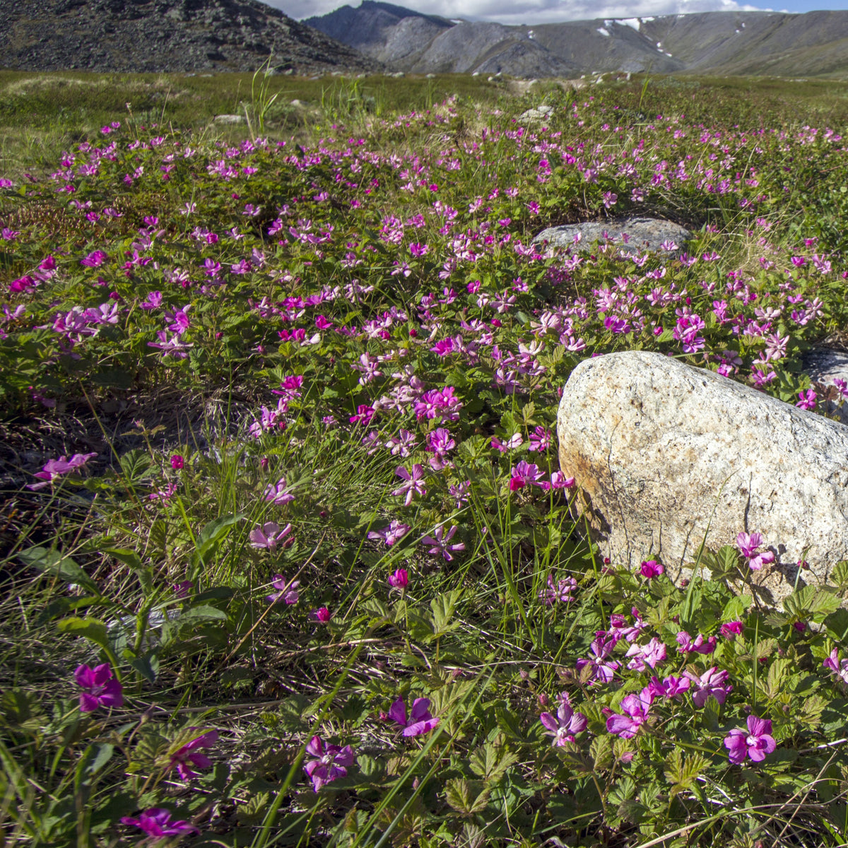 Poolbraam - Rubus arcticus - Willemse