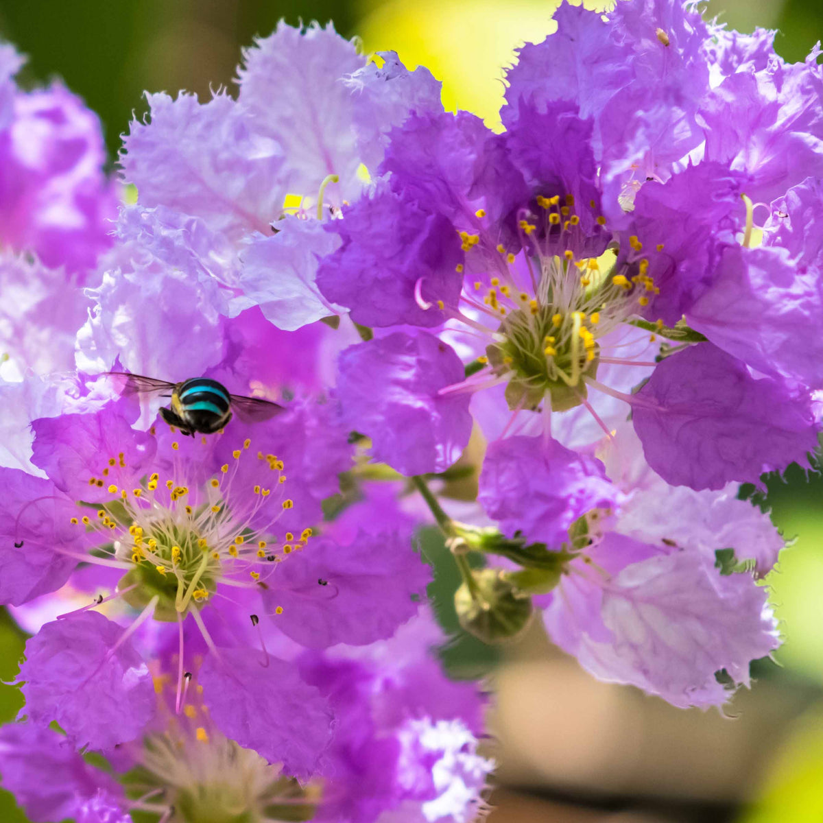 Indische sering - paars - Lagerstroemia indica Lafayette - Willemse