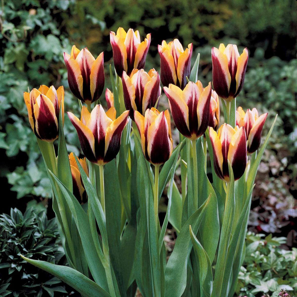 Tulpen 'Gavota' (x10) - Willemse