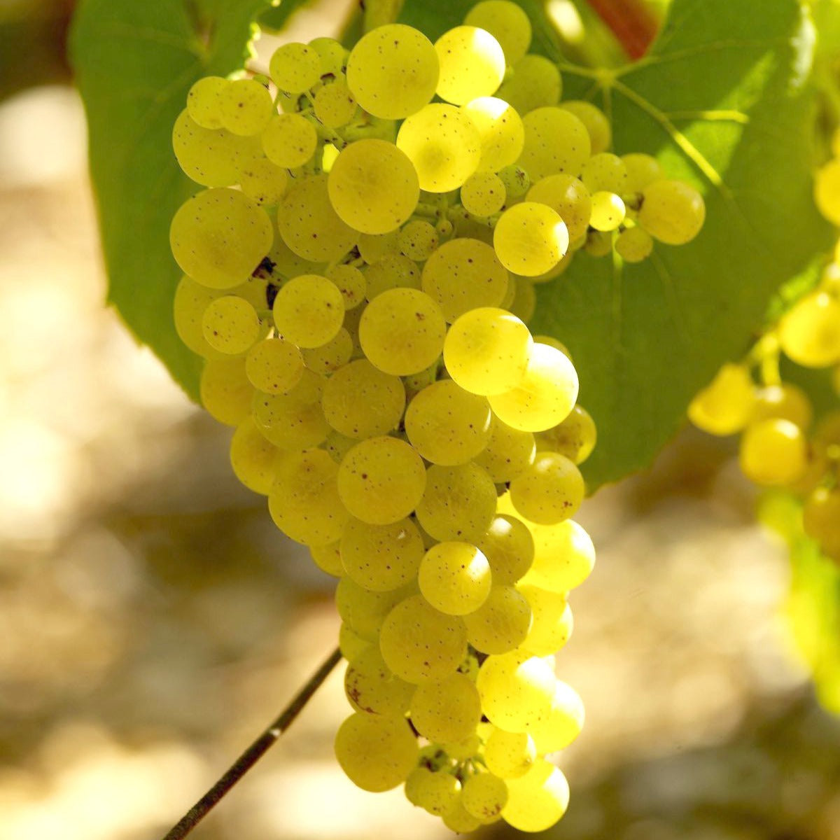 Vitis vinifera chardonnay - Druif 'Chardonnay' - Druif