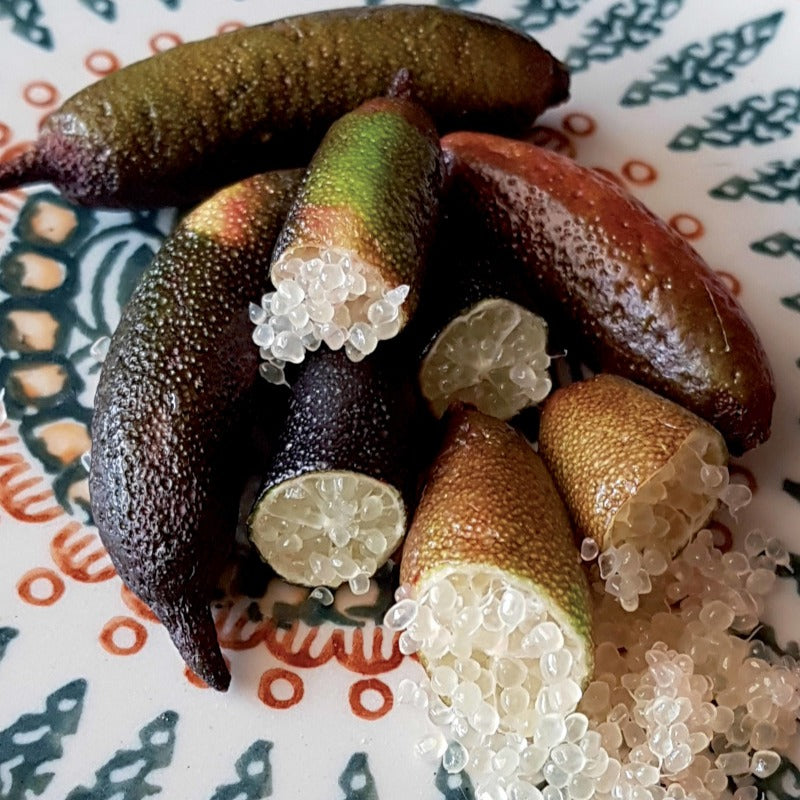 Vingerlimoen - Citrus australasica