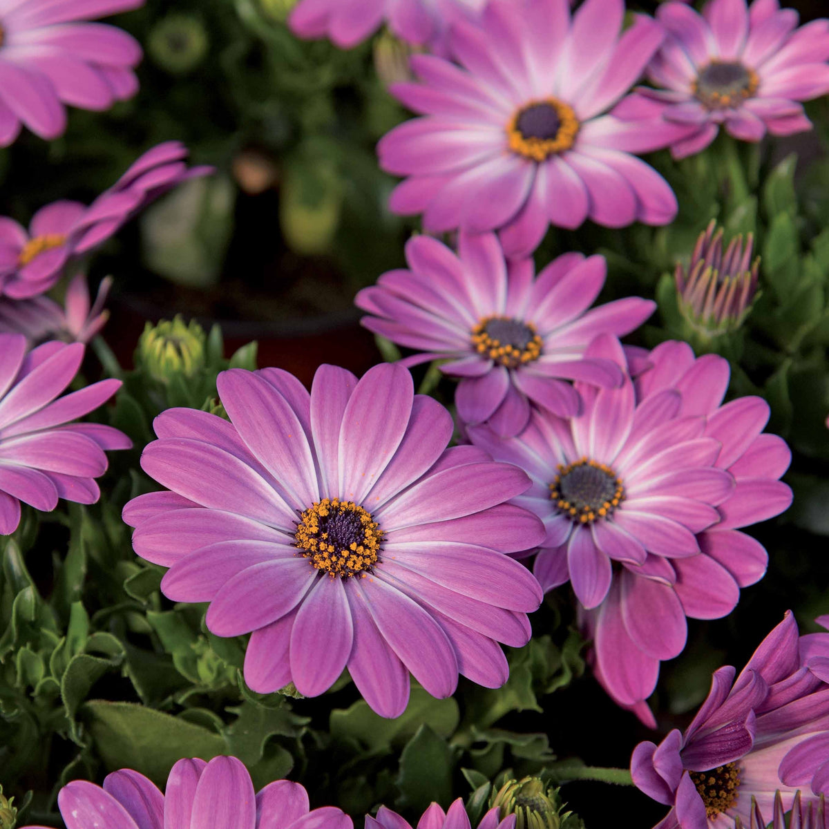 Spaanse margriet 'Pink Flave' (x3) - Willemse