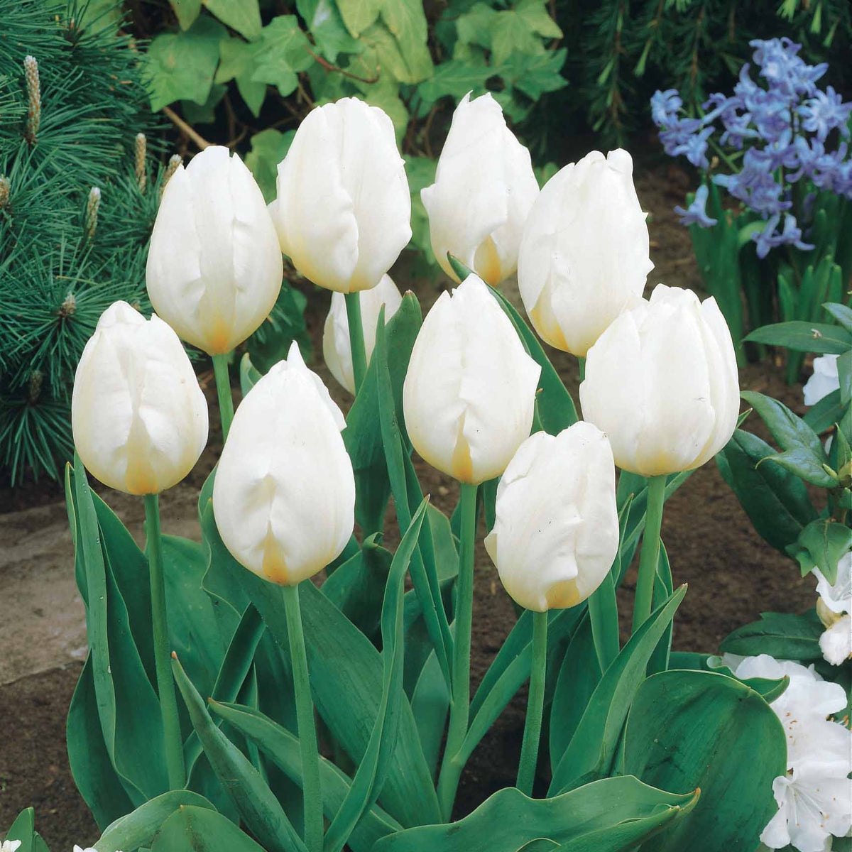 Langstelige tulp wit (x5) - Tulipa - Willemse