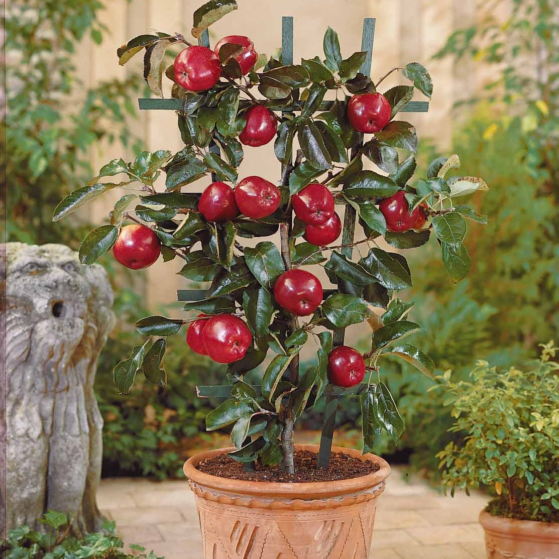 Appelboom 'Red Spur Delicious' - Willemse