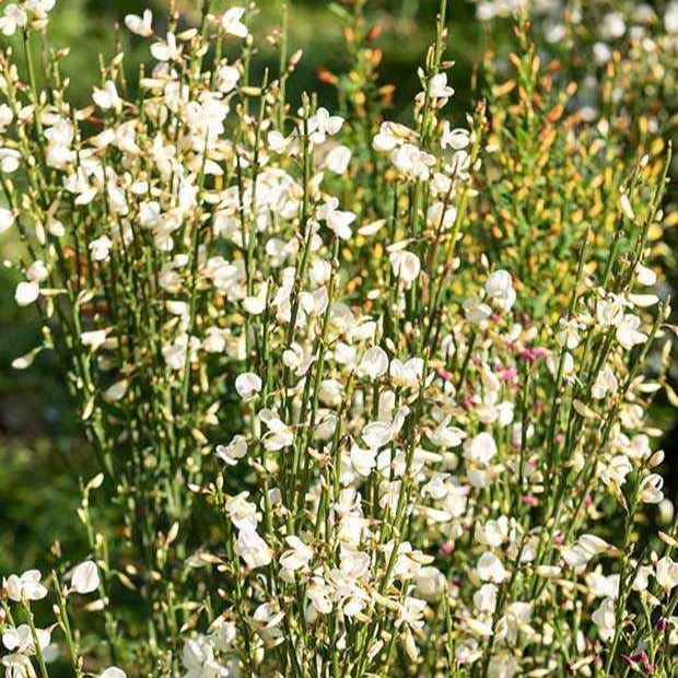 Cytisus praecox albus - Brem 'Albus' - Bloeiende heesters