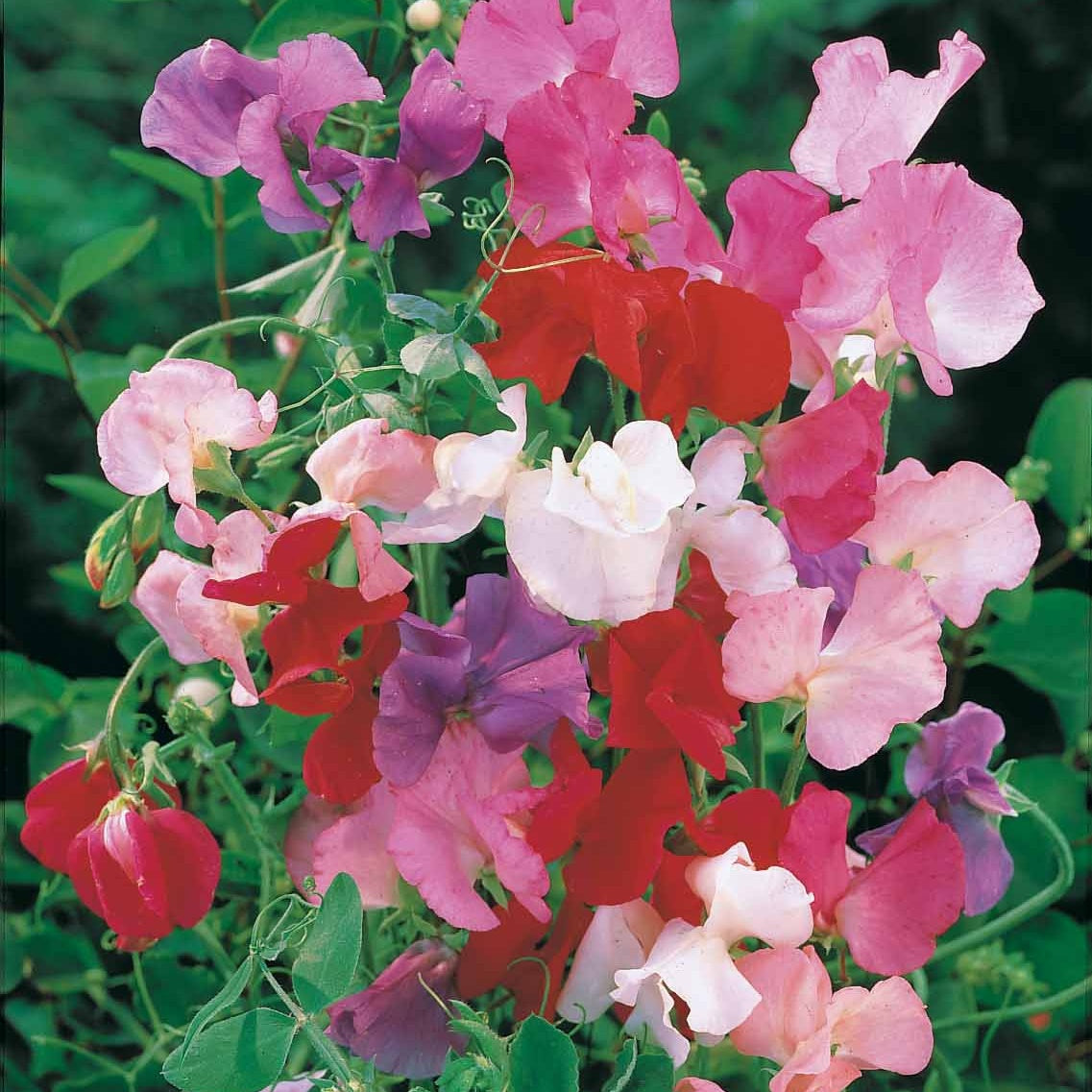 Pronkerwt Mix 'Spencer' - Lathyrus odoratus spencer - Willemse