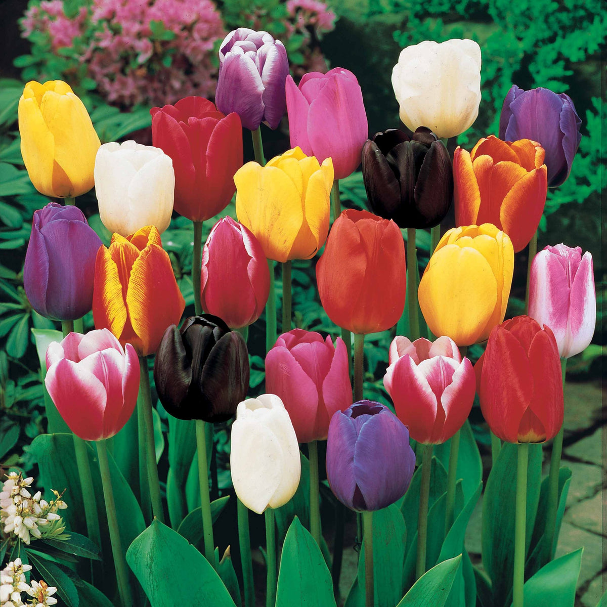 Triumph Tulpen gemengd - Tulipa - Willemse