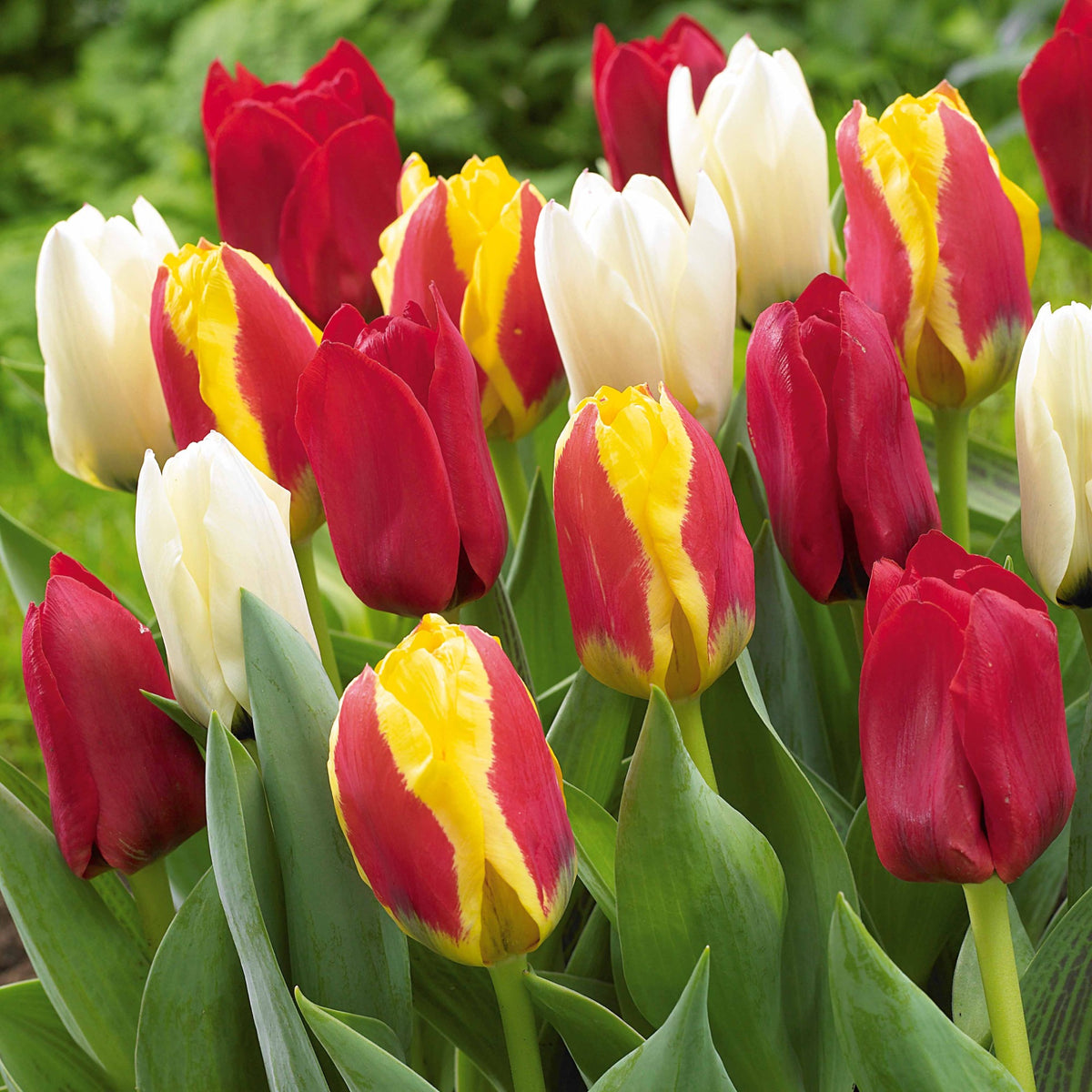 Greigii Tulpen gemengd (x20) - Willemse