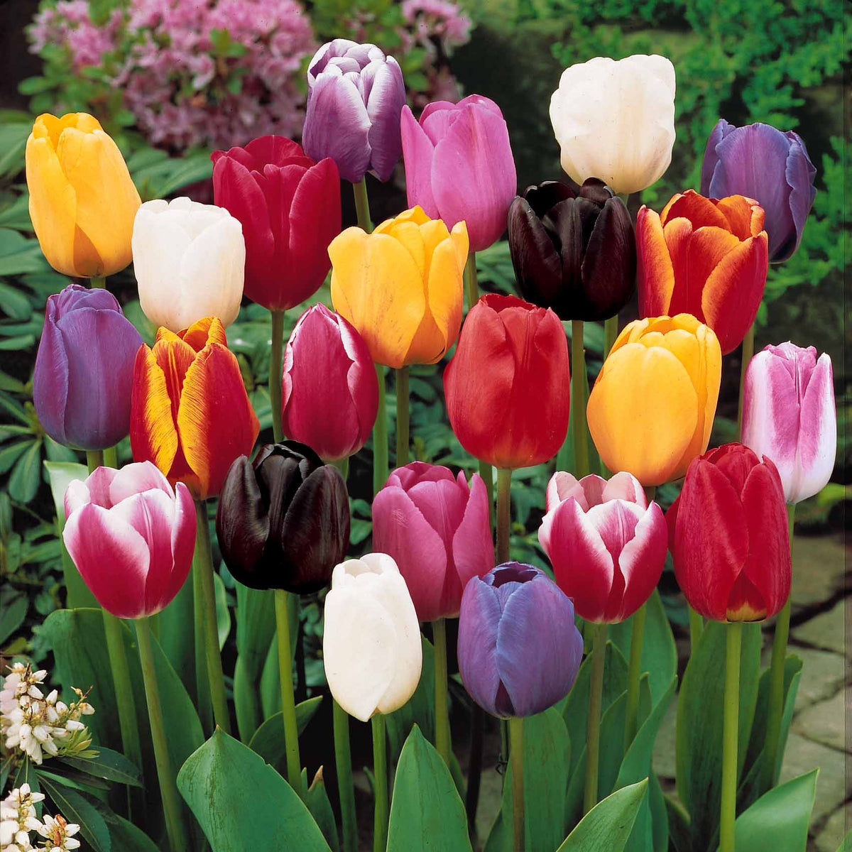 Enkele Late Tulpen gemengd (x20) - Tulipa - Willemse