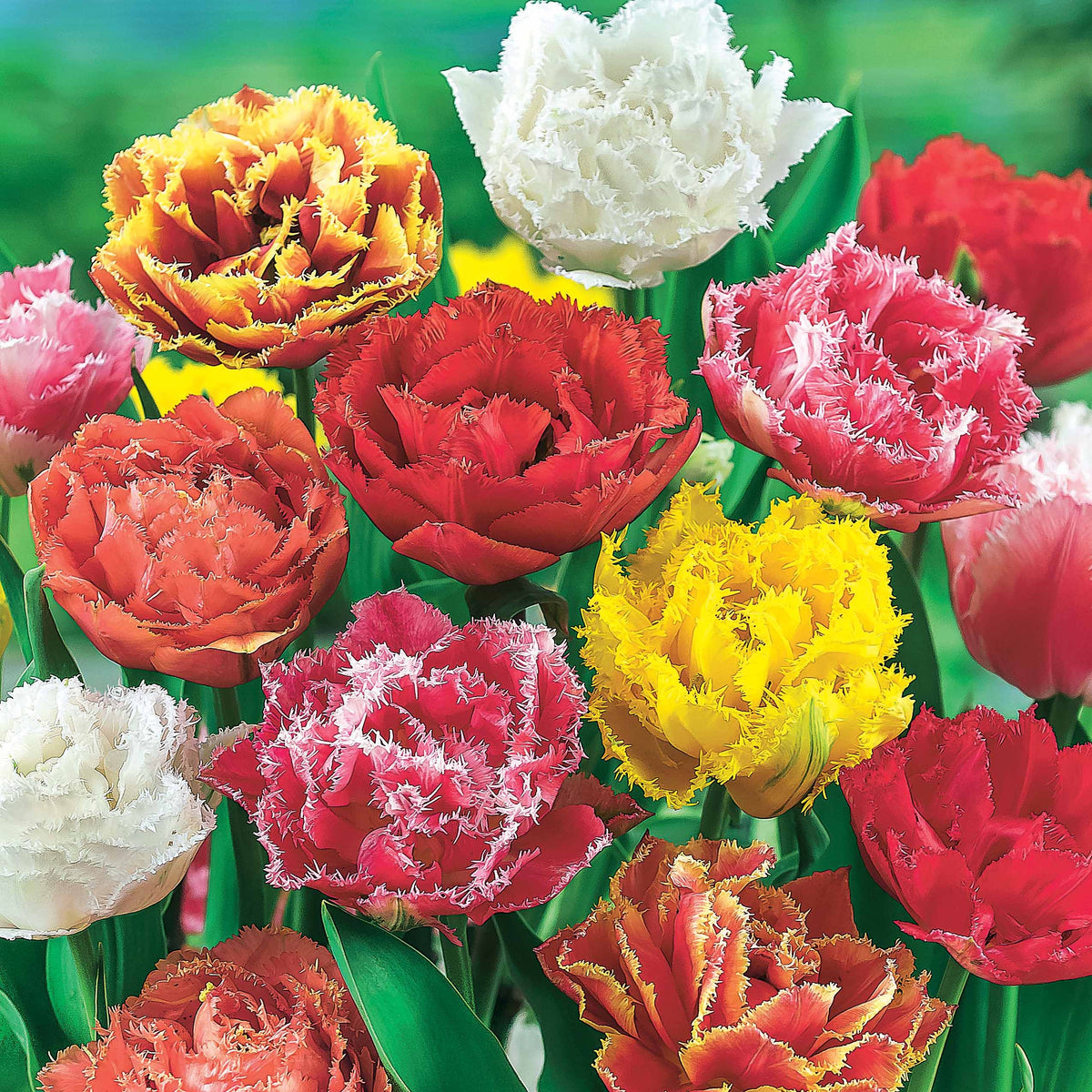 Gefranjerde tulpen gemengd (x20) - Willemse