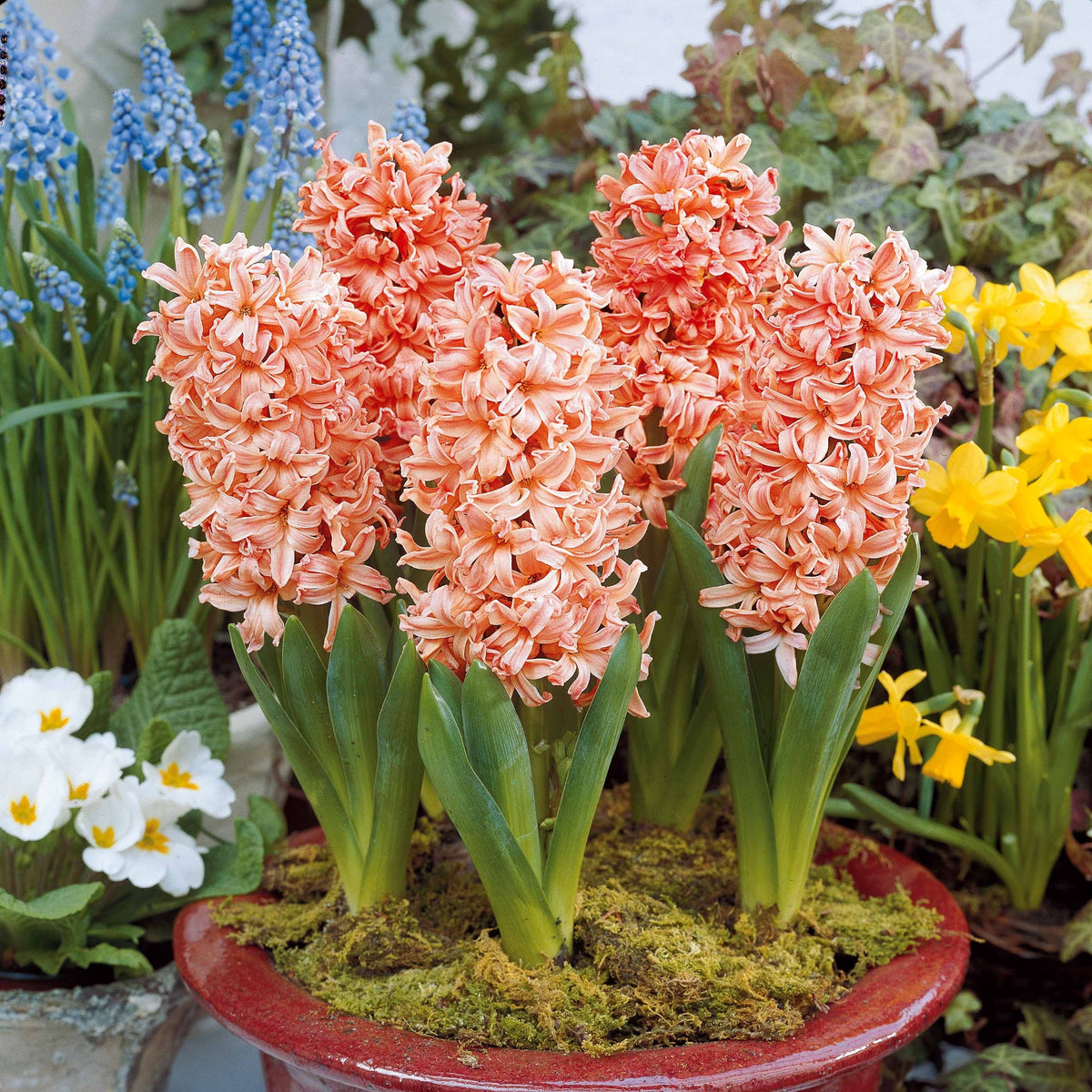 Hyacinthen Collectie: 'Gipsy Queen' + 'Woodstock' + 'City of Haarlem' (x9) - Hyacinthus 'Woodstock', 'Gipsy Queen', 'City of Haarlem' - Willemse