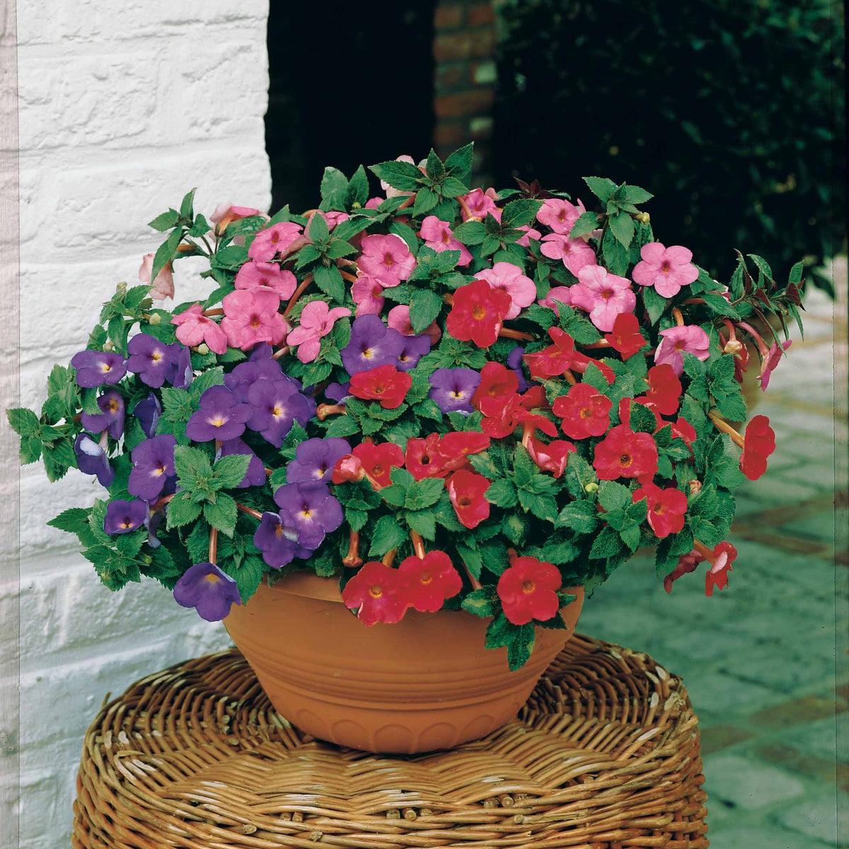 Weduwetranen (x10) - Achimenes - Willemse