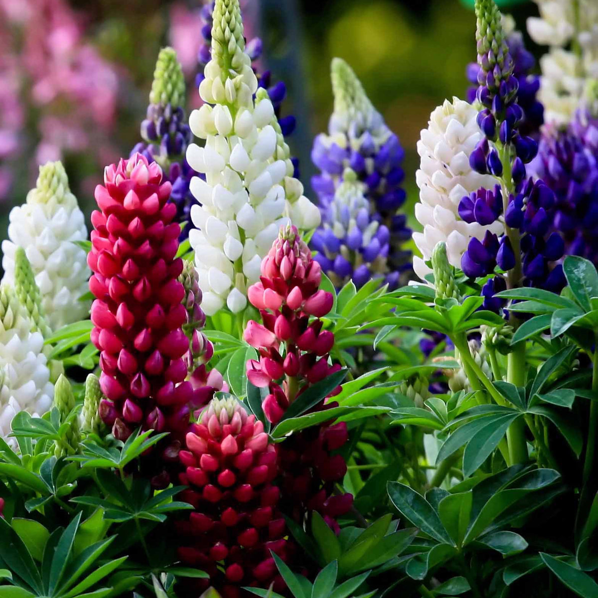 Lupine 'Hybrid Russell' (x5) - Lupinus hybrid russell - Willemse