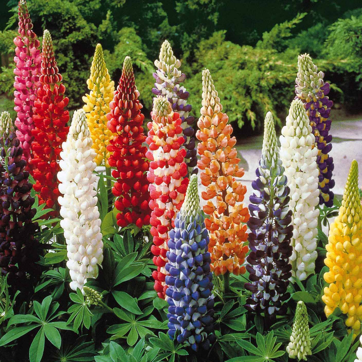 Lupine 'Hybrid Russell' (x5) - Lupinus hybrid russell - Willemse