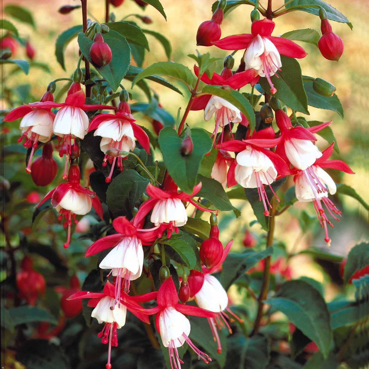 Fuchsia Mme Cornelissen, Brilliant - Bellenplant Mix 'Madame Cornelissen' + 'Brilliant' (x3) - Fuchsia