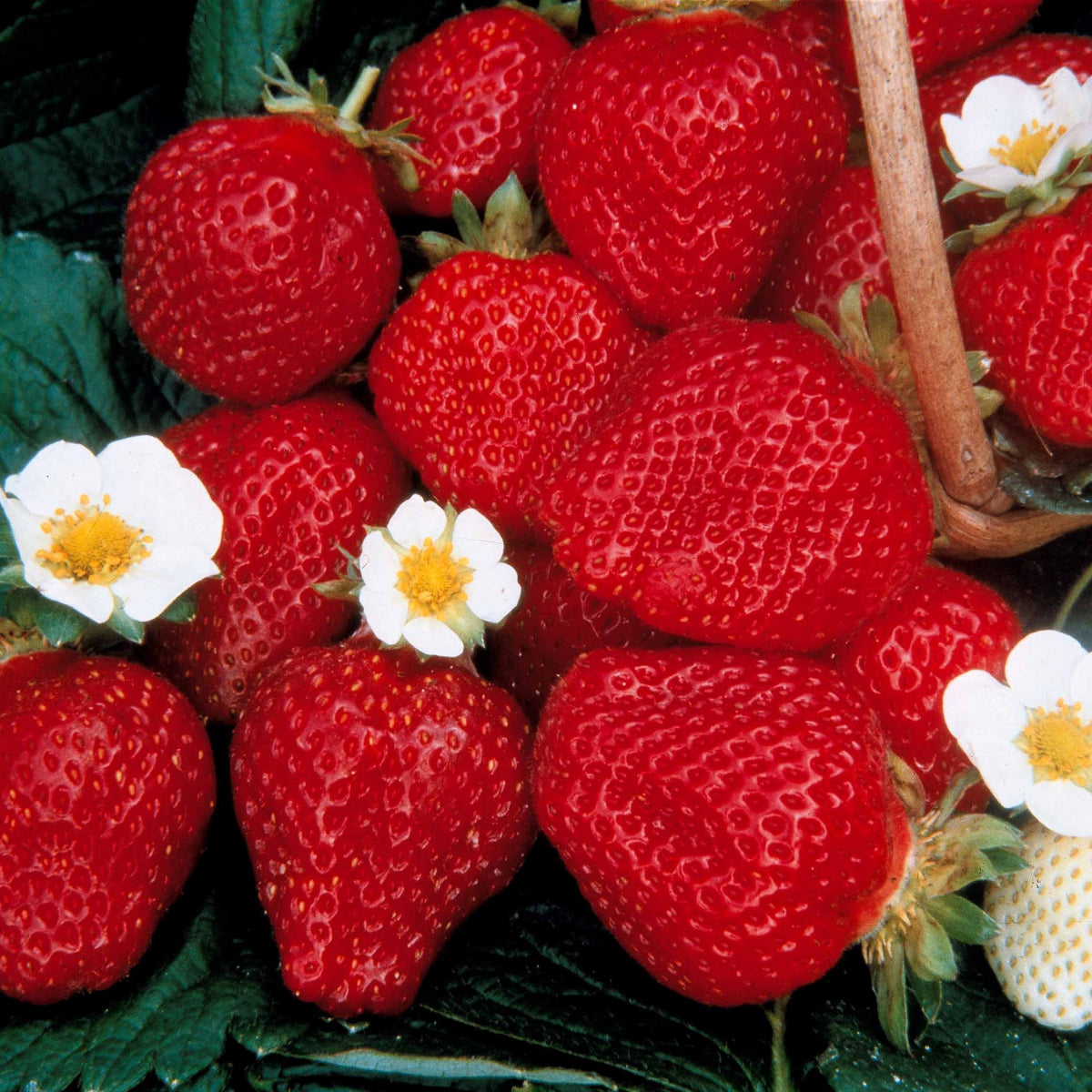 Fragaria 'mara des bois', 'maestro', 'gariguette' - 6 maanden collectie aardbeien: Mara des Bois, Maestro, Gariguette (x60) - Aardbei