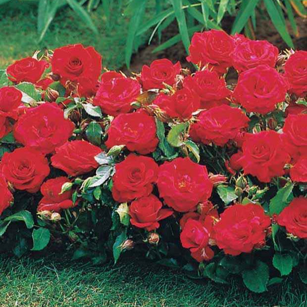 Rosa randilla - Rozenmix 'Compact' - rood + geel + roze (x3) - Bodembedekkende rozen