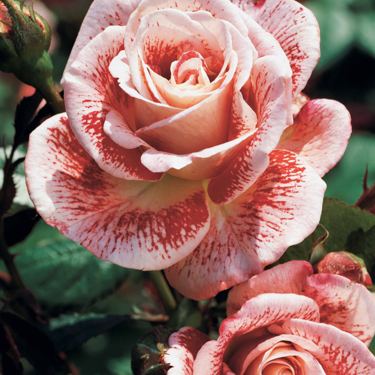 Rosa 'osiria', 'famosa','double delight' - Rozenmix 'Osiria' + 'Famosa' + 'Double Delight' (x3) - Rozen - Naakte wortels