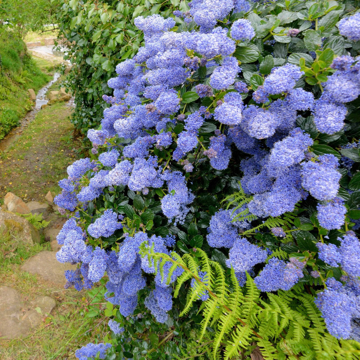 Collectie van Ceanothus (x2)