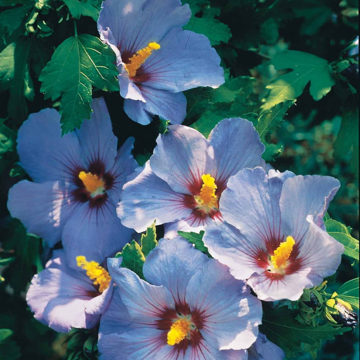 Collectie tuinhibiscus op stam (x2) - Hibiscus syriacus - Willemse