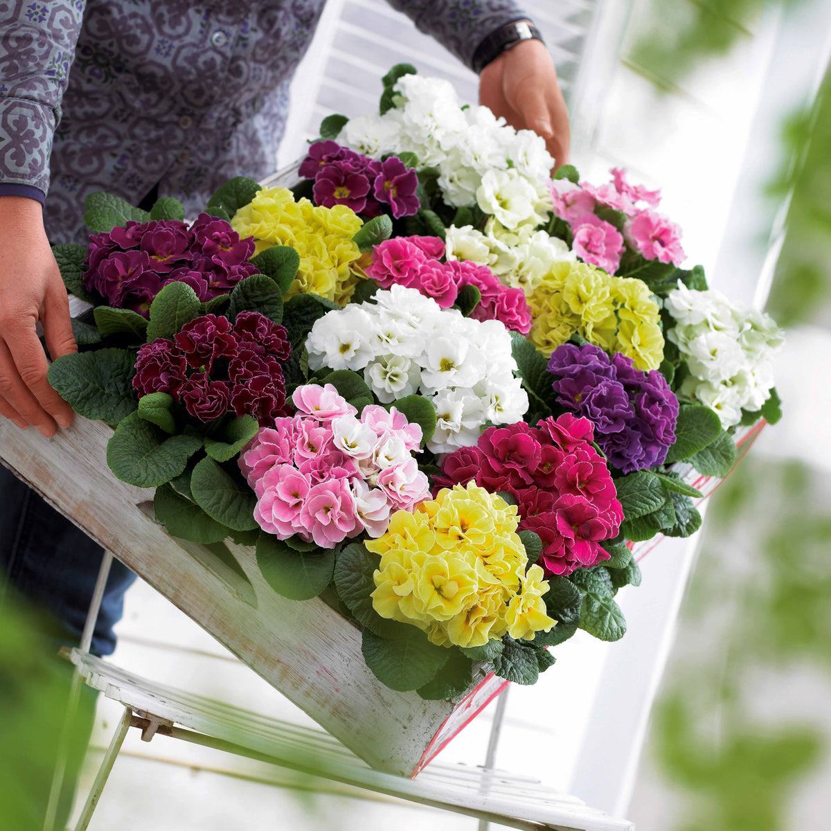 Dubbele Primula's in DoublePrincess mix (x3) - Willemse