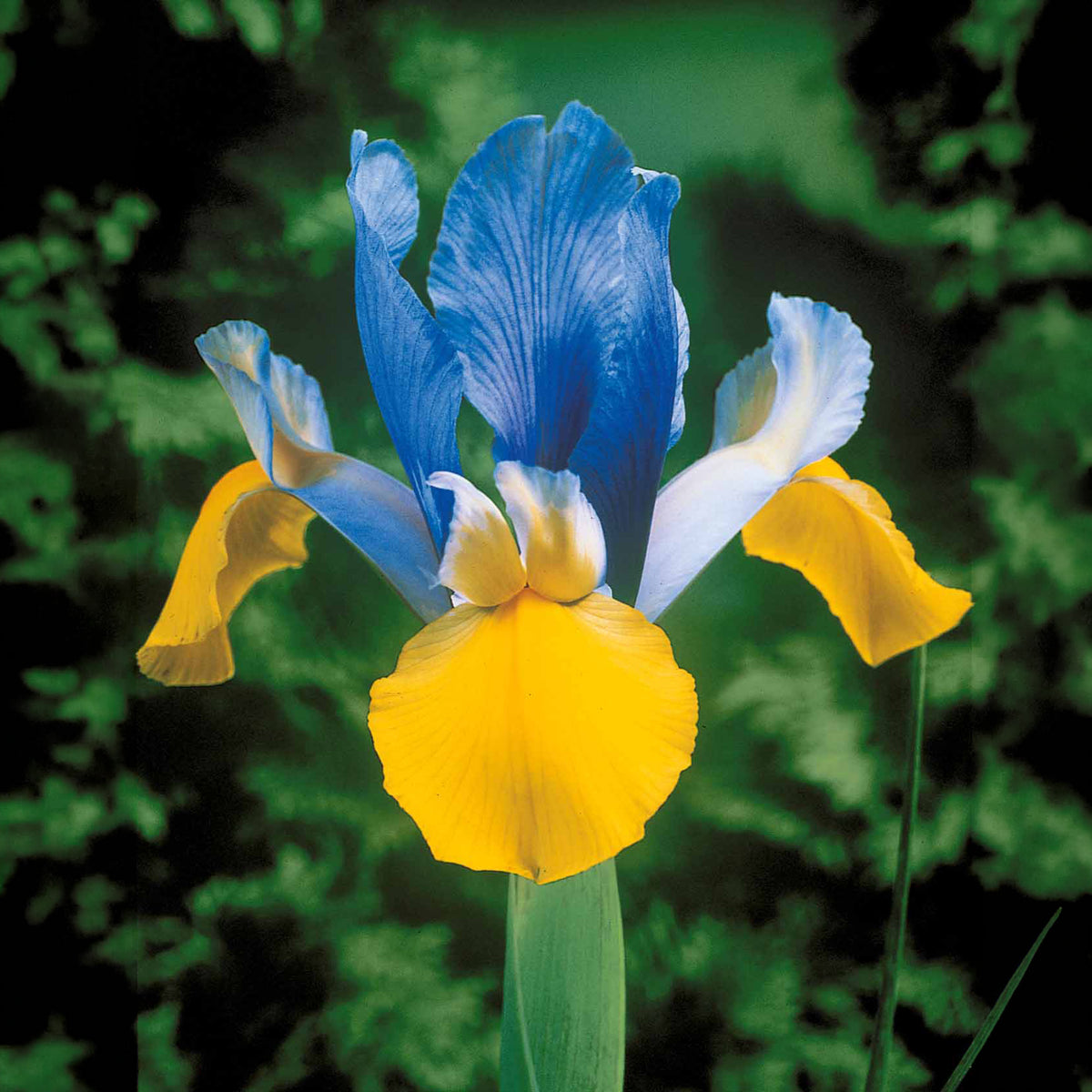 Hollandse Iris Mix (x40)