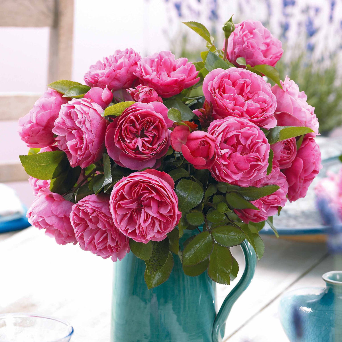 Collectie floribunda rozen ( Red Leonardo Da Vinci + Leonardo Da Vinci) (x2) - Rosa floribunda red leonardo da vinci, leonardo da - Plantsoort