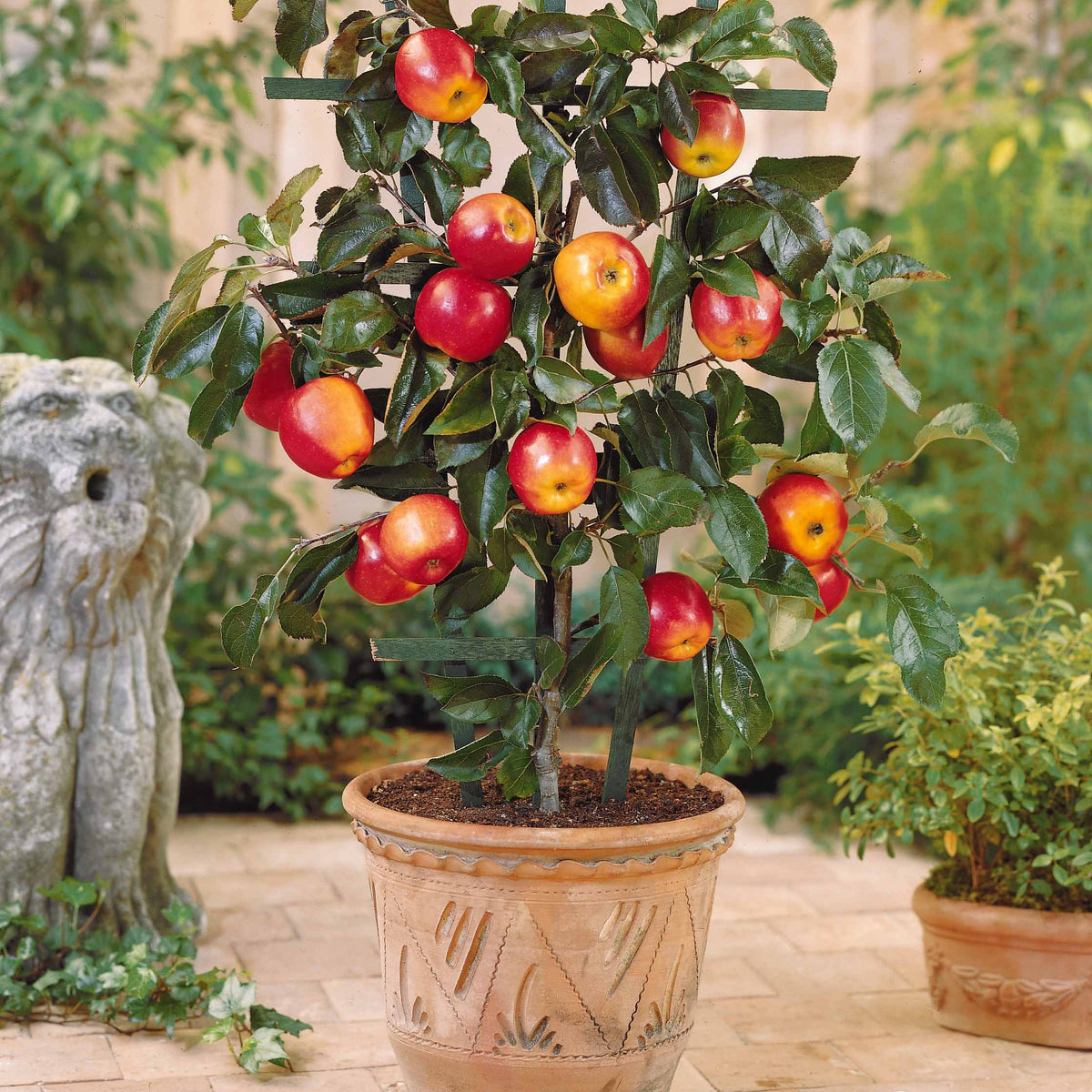 Collectie zomerfruit minibomen (x4) - Pyrus communis, Prunus salicina ,Malus domestica, Prunus avium - Willemse