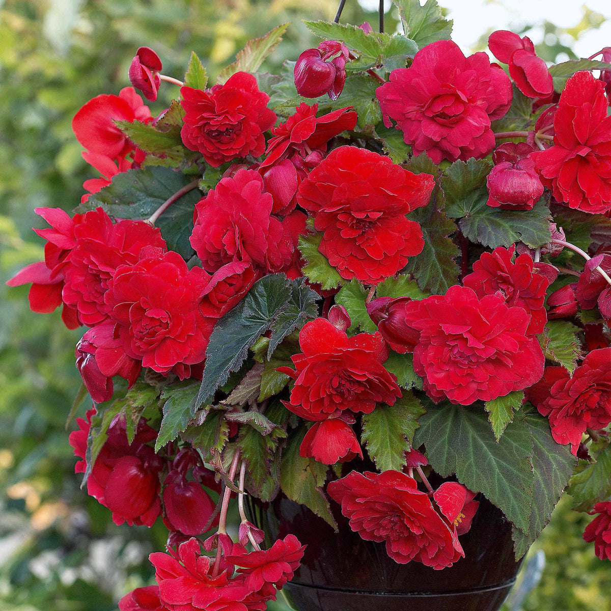 Geurende begonia Mix 'Red Glory' + 'Angelique' + 'Pink Delight' (x9) - Begonia 'red glory', 'angélique''pink delight' - Willemse