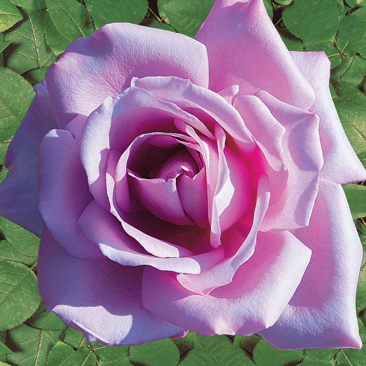 Verkoop Rozenmix 'Malaga' + 'Blue Moon' + 'Magic Parfum' (x4) - Rosa whisky, malaga,lune bleue, la magie du parfum