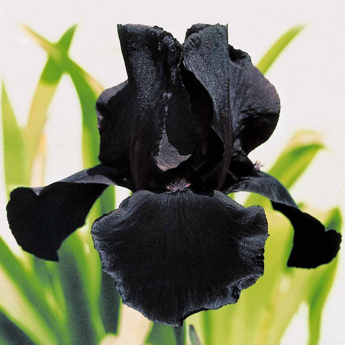 Bloeiende vaste planten - Baardiris Mix 'Depth of Field' + 'Poésie' + 'Study in Black' (x6) - 2iris profondeur de champ (depht of field) + 2 ir