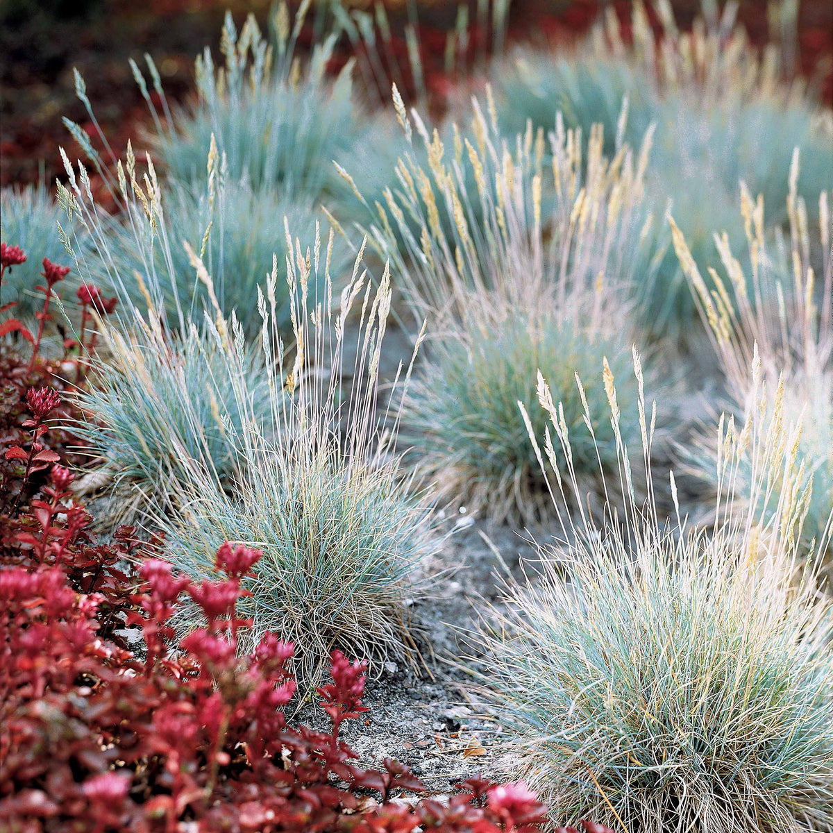 Siergras Mix (x3) - Imperata cylindrica Red Baron, Carex oshimensis Evergreen, Festuca glauca - Willemse