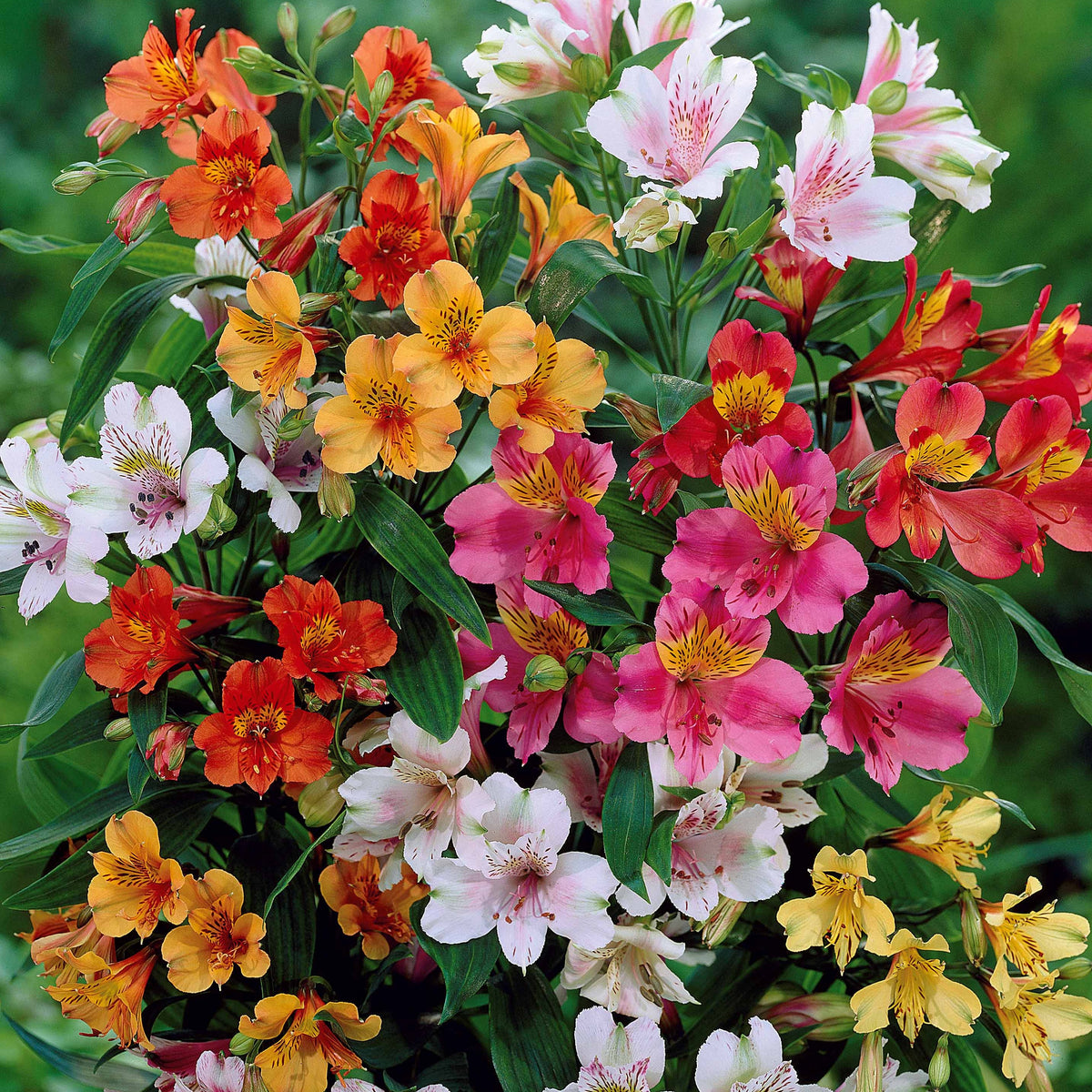 Incalelie (x3) - Alstroemeria - Willemse