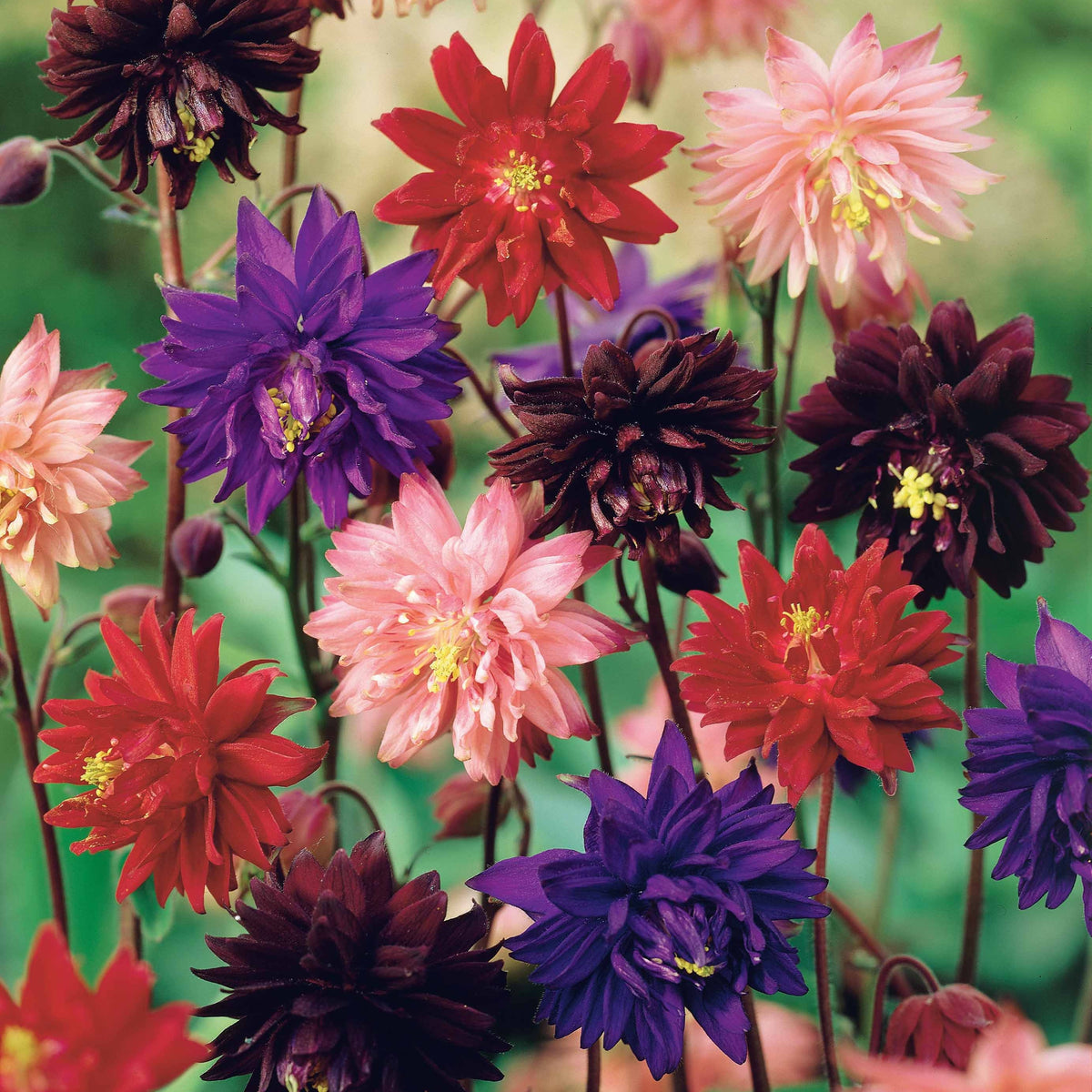 Akelei 'Barlow' Mix (x3) - Aquilegia vulgaris barlow - Willemse
