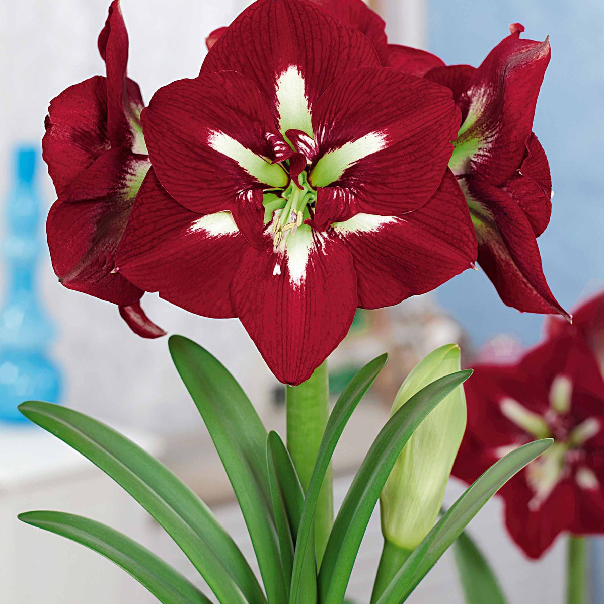 Extra grote amaryllis Mix - Amaryllis barbados , exposure - Willemse