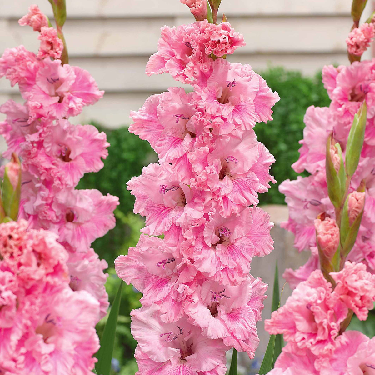 Collectie van papegaai-gladiolen (x30) - Gladiolus 'kirov','saratov','katherina' - Willemse