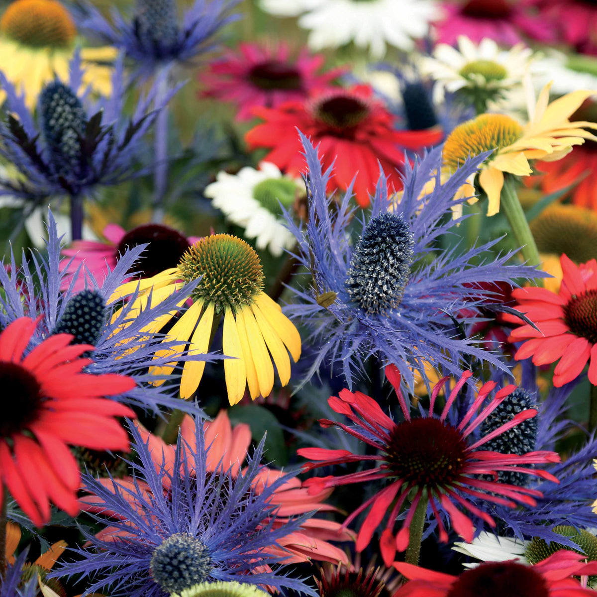 Vaste planten Mix - Zonnehoed (x3) - Rudbeckia, eryngium alpinum - Willemse