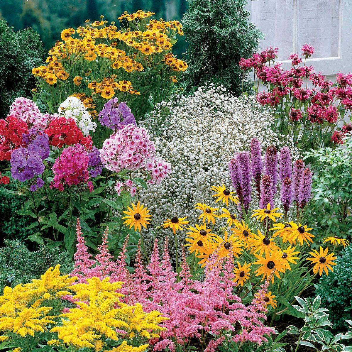 Vaste planten Mix - Helenium, Monarda, Phlox paniculata, Rudbeckia Goldstrum, Gypsophila paniculata, Liatris spicata, Solidago, Astilbe - Willemse