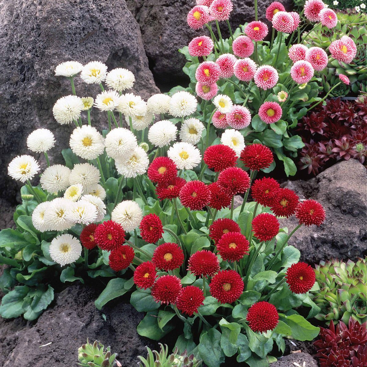 Madeliefje gemengd (x2) - Bellis perennis - Willemse