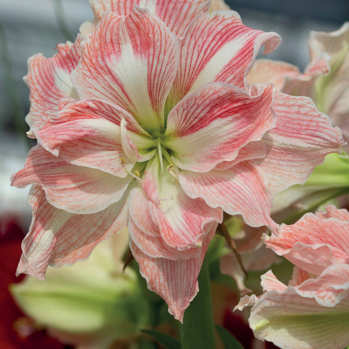 Roze en witte amaryllis Mix - Amaryllis Happy Nymph, White Nymph - Willemse