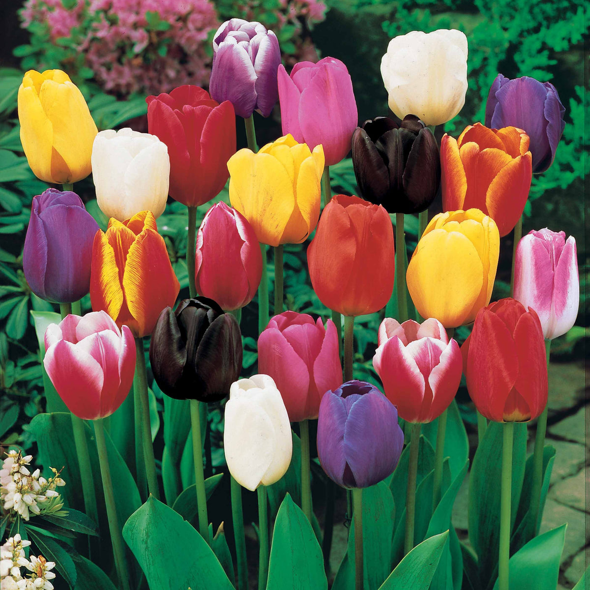 75 Triumph Tulpen gemengd - Tulipa - Willemse