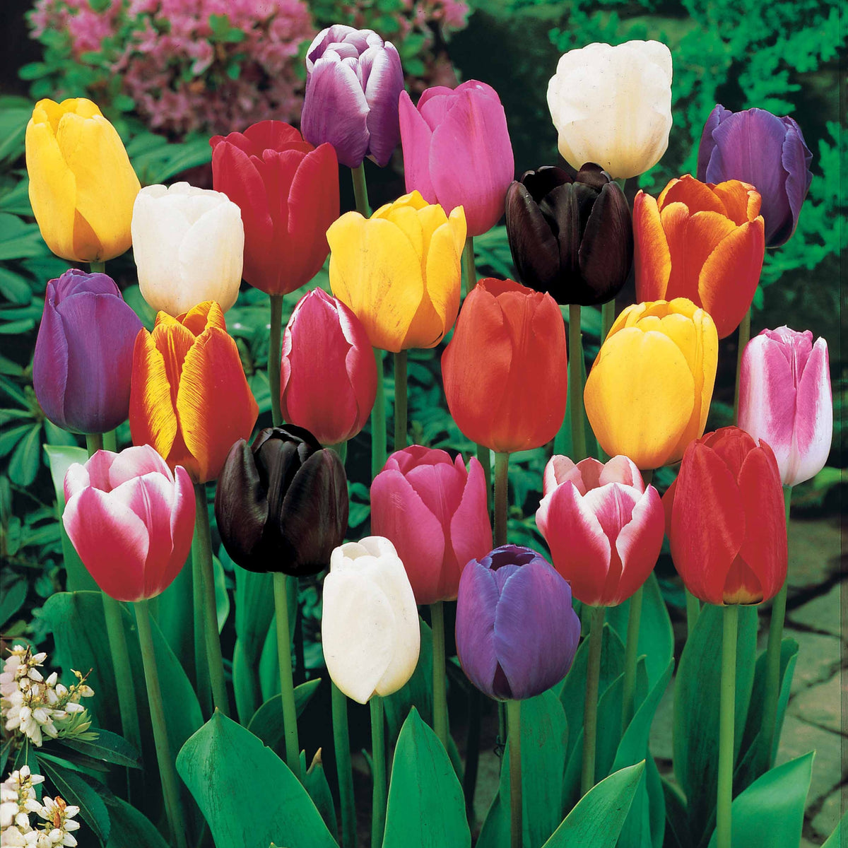 50 Triumph Tulpen gemengd - Willemse
